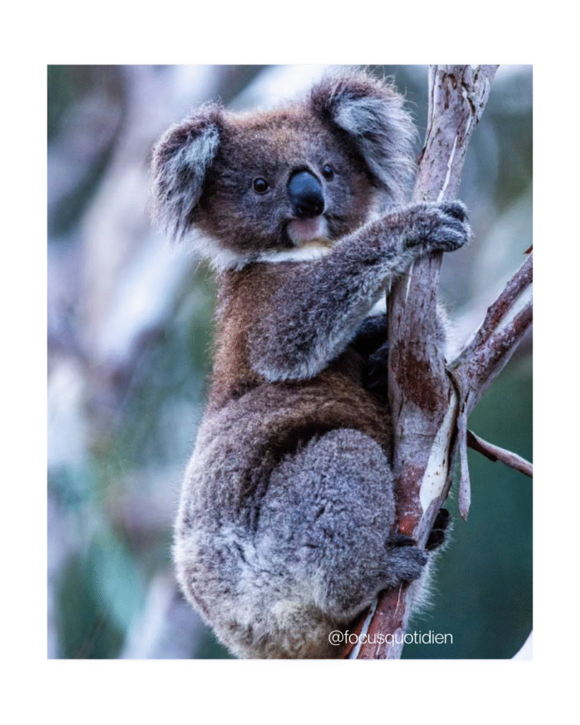 Nouvelle-Galles du Sud parc national koalas protection biodiversité Australie exploitation forestière Australie koalas menacés forêts anciennes espèces menacées Australie environnement Australie