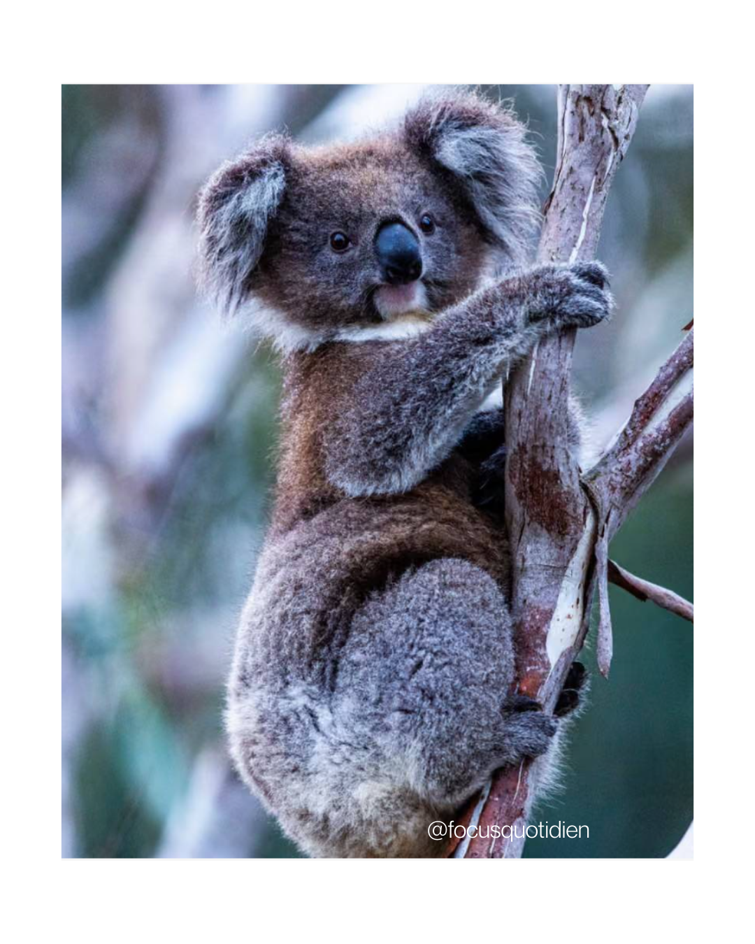 Nouvelle-Galles du Sud parc national koalas protection biodiversité Australie exploitation forestière Australie koalas menacés forêts anciennes espèces menacées Australie environnement Australie