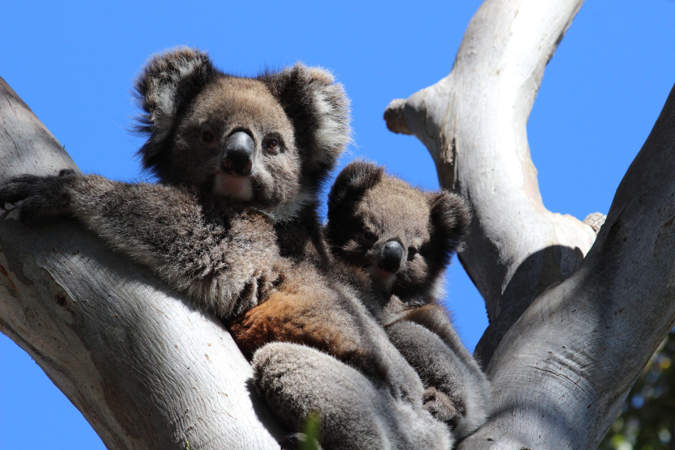 Deux koalas adorables reposant sur une branche