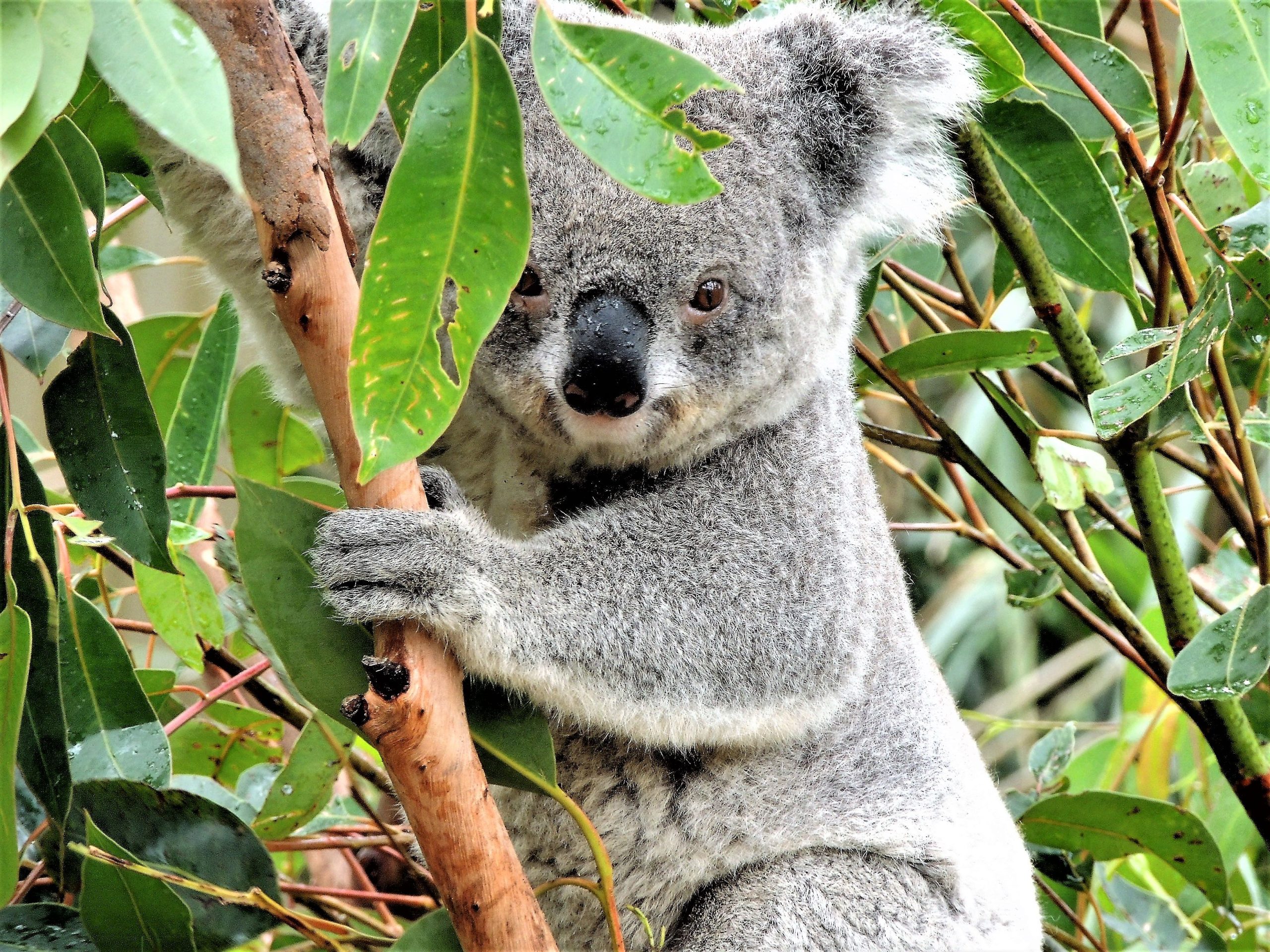 Koala s'accrochant à un eucalyptus en nature