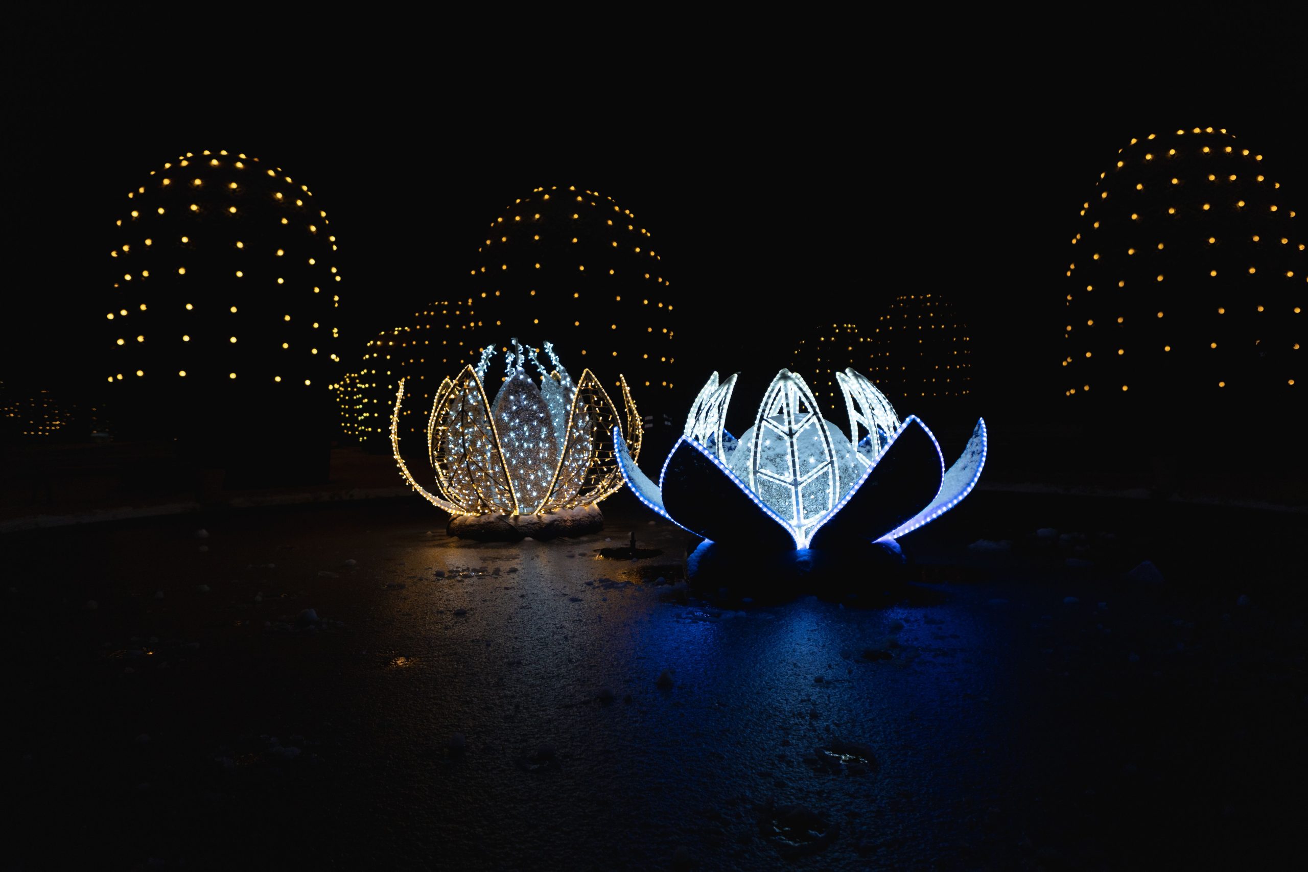 Lumières lotus magiques dans l'obscurité